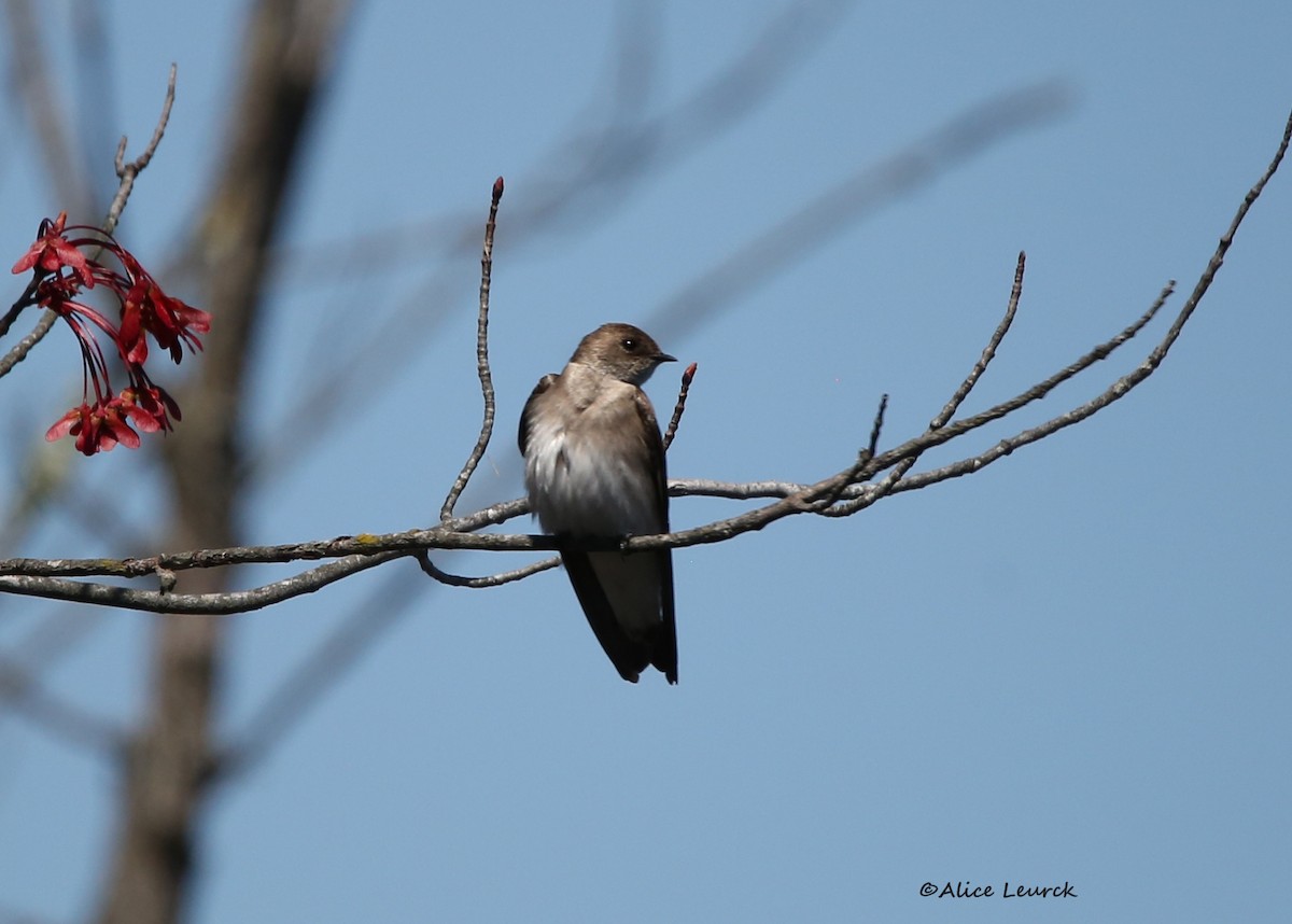 Northern Rough-winged Swallow - ML439184661