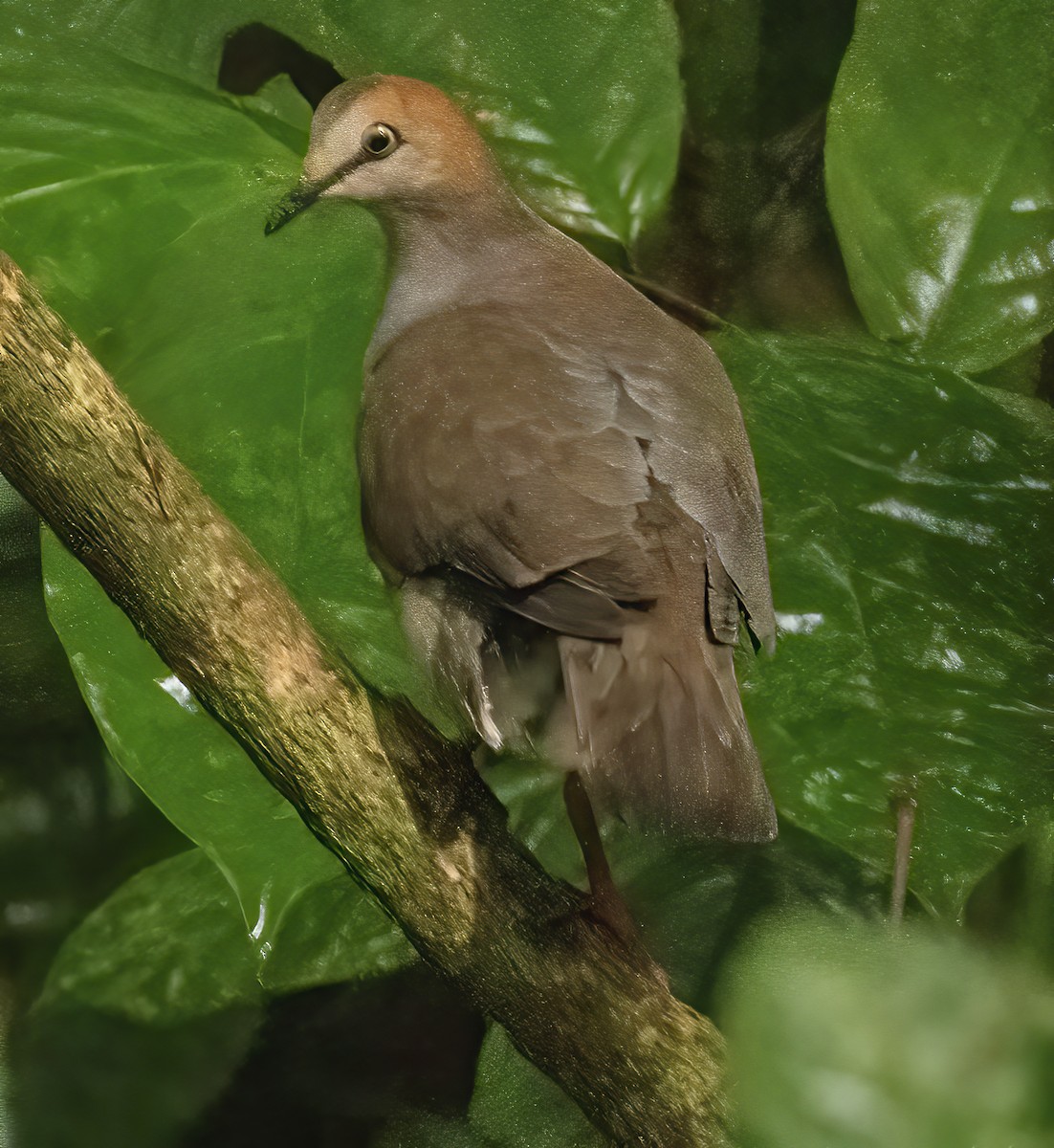 Gray-chested Dove - ML439186541