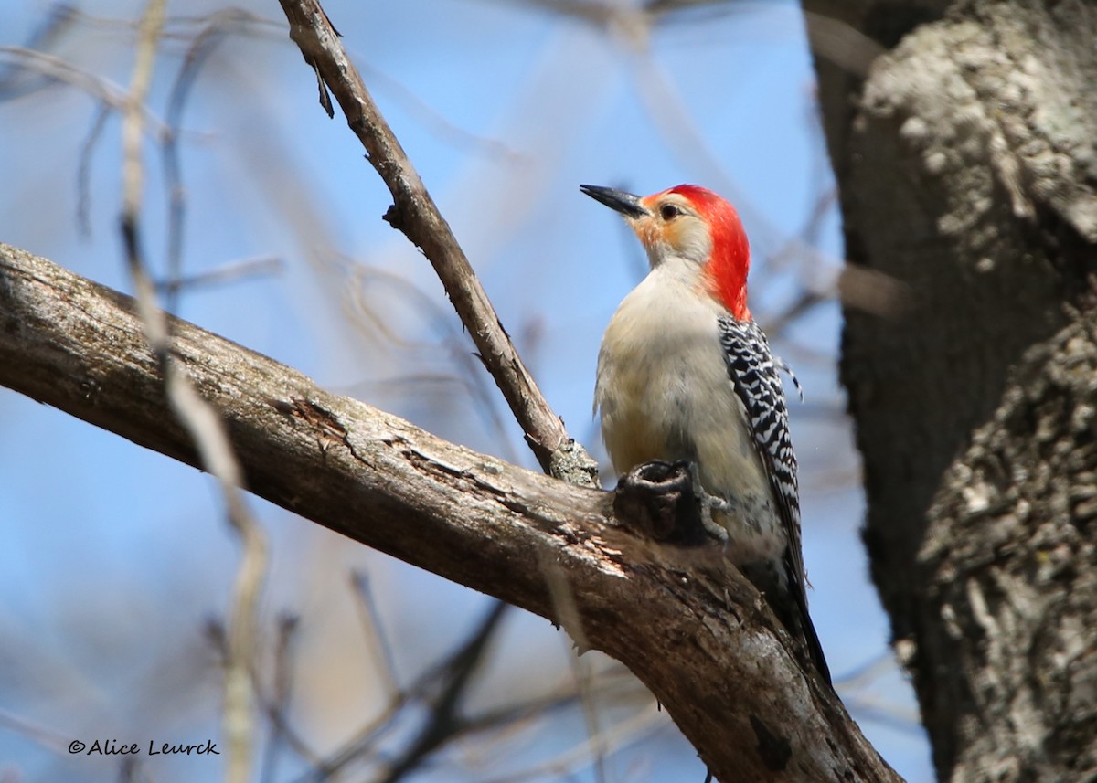 Red-bellied Woodpecker - ML439191961