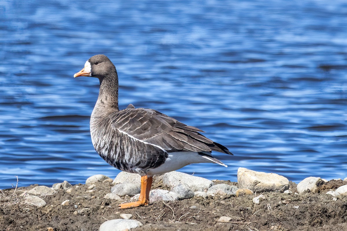 Greater White-fronted Goose - ML439192461