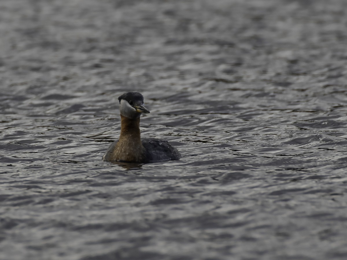 Red-necked Grebe - ML439200081