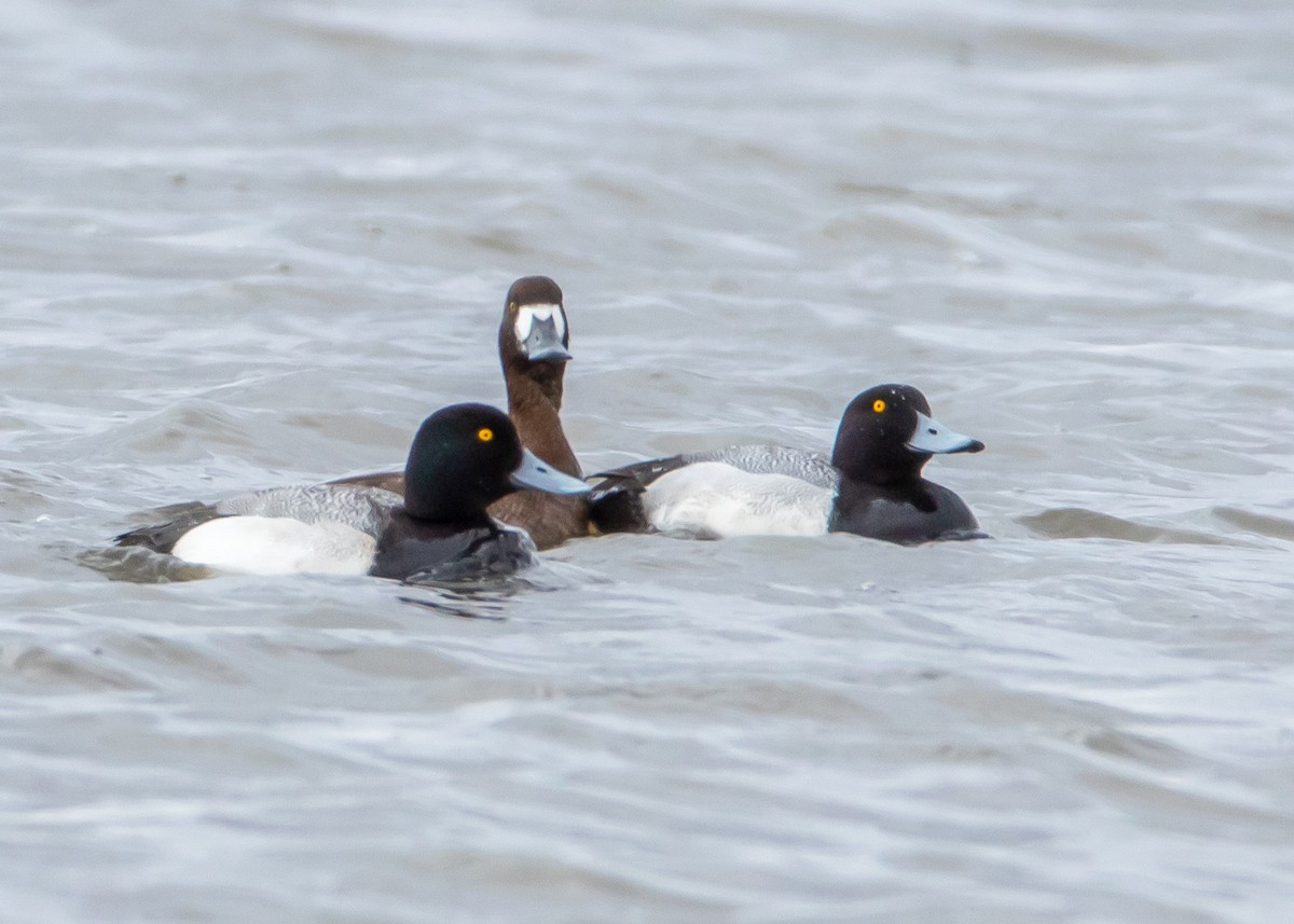 Greater Scaup - ML439203541