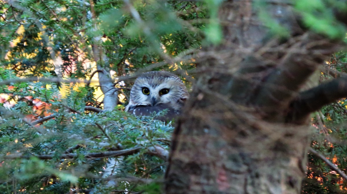 Northern Saw-whet Owl - Zekiel Cornell