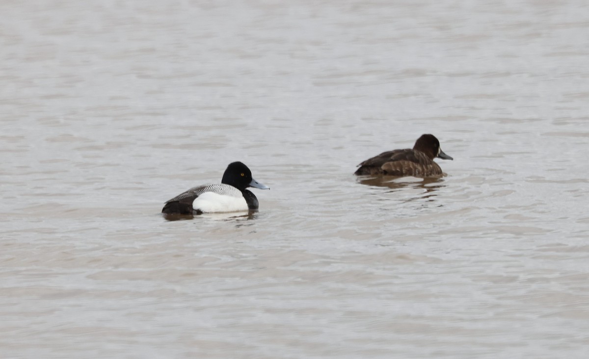 Greater Scaup - ML439213221
