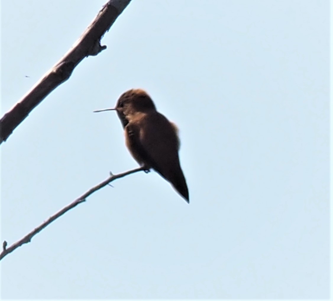 Rufous Hummingbird - ML439218201