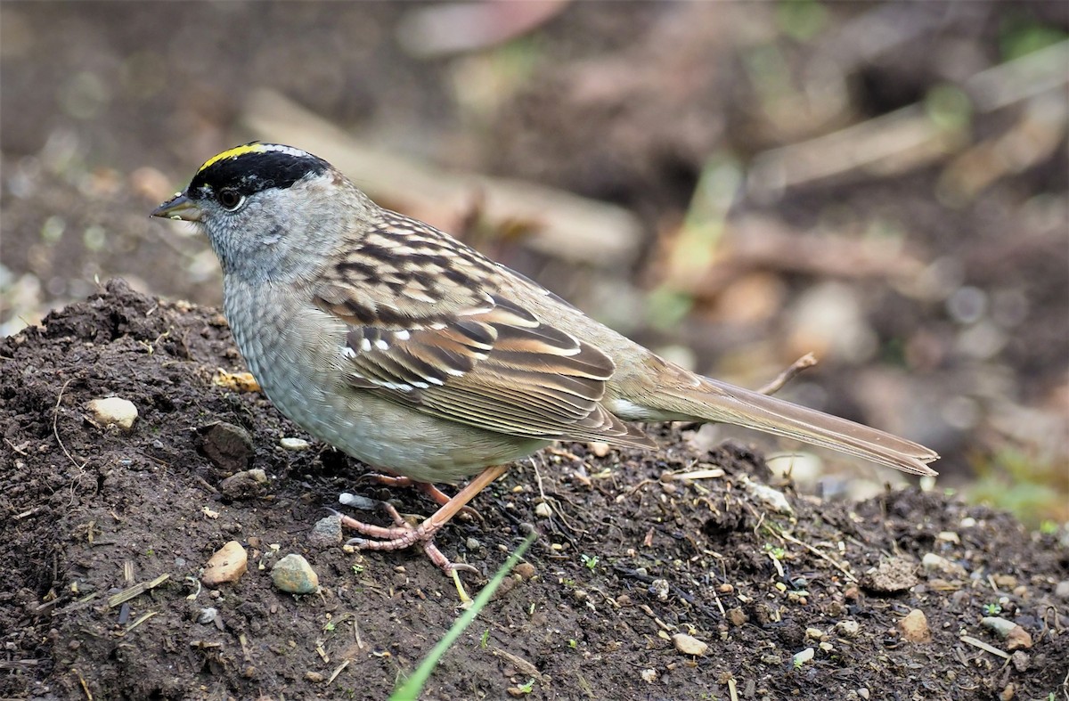 Golden-crowned Sparrow - ML439221331