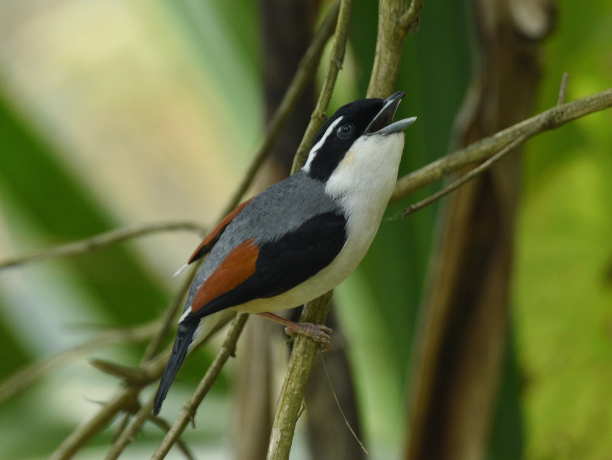 White-browed Shrike-Babbler (Himalayan) - ML439224391