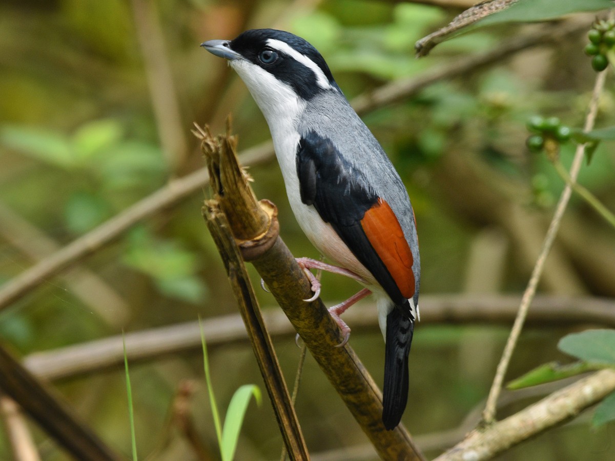 White-browed Shrike-Babbler (Himalayan) - Anish  Bera