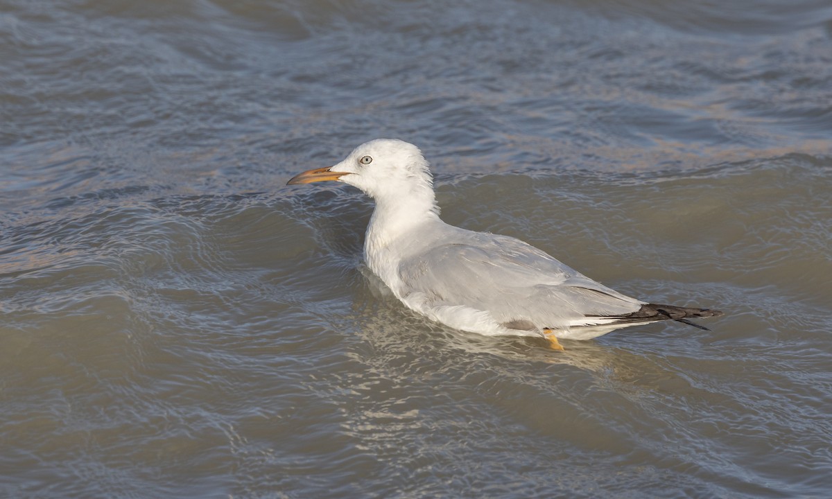 Slender-billed Gull - Paul Fenwick