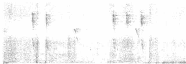 Troglodyte de Baird - ML43924011