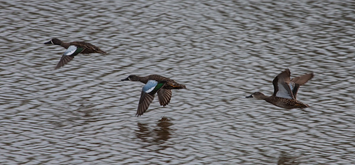 Blue-winged Teal - Philippe Bouvier