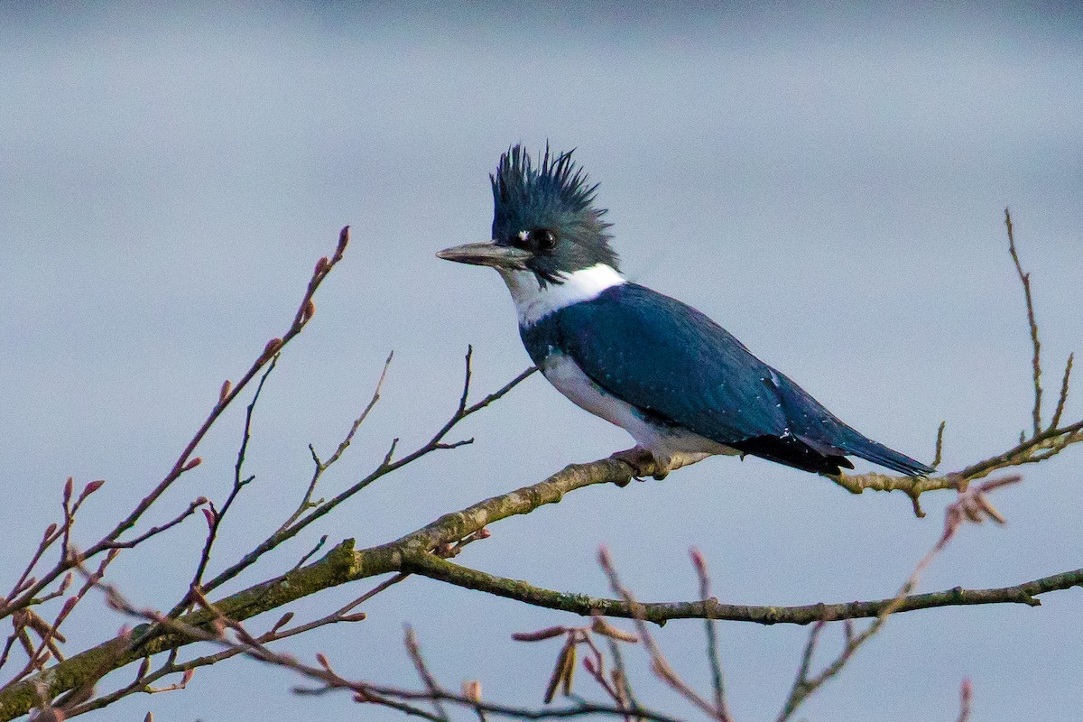 Belted Kingfisher - ML43924271