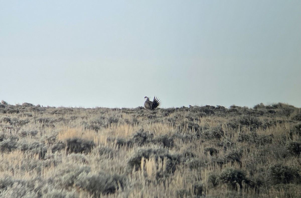 Greater Sage-Grouse - ML439247141