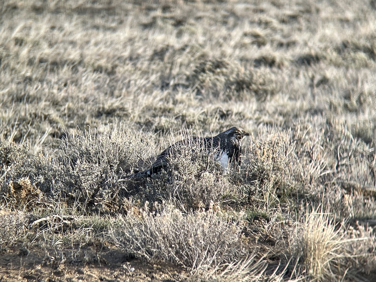 Greater Sage-Grouse - ML439247161
