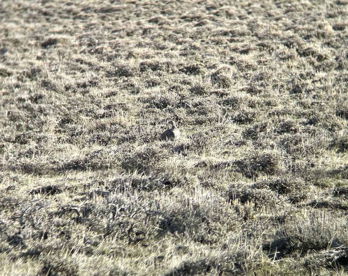 Greater Sage-Grouse - ML439247171
