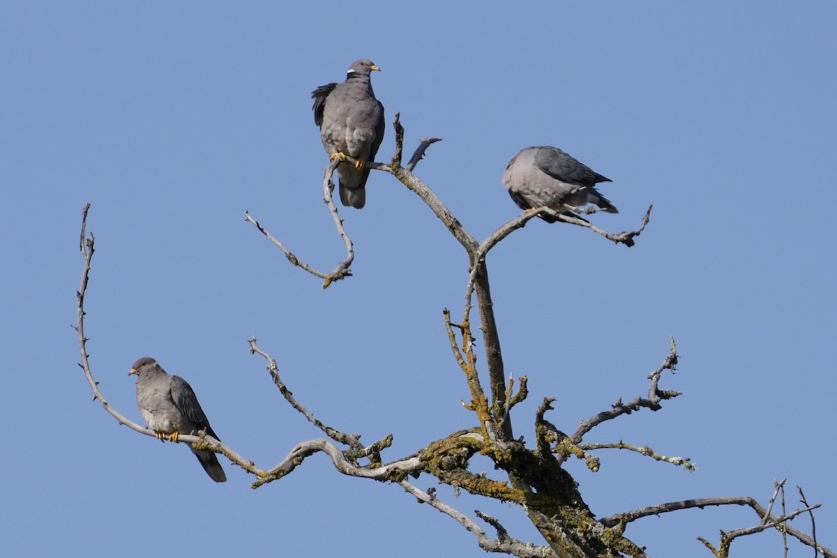 Band-tailed Pigeon - Cliff Halverson