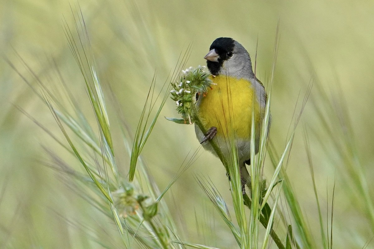 Lawrence's Goldfinch - ML439248161