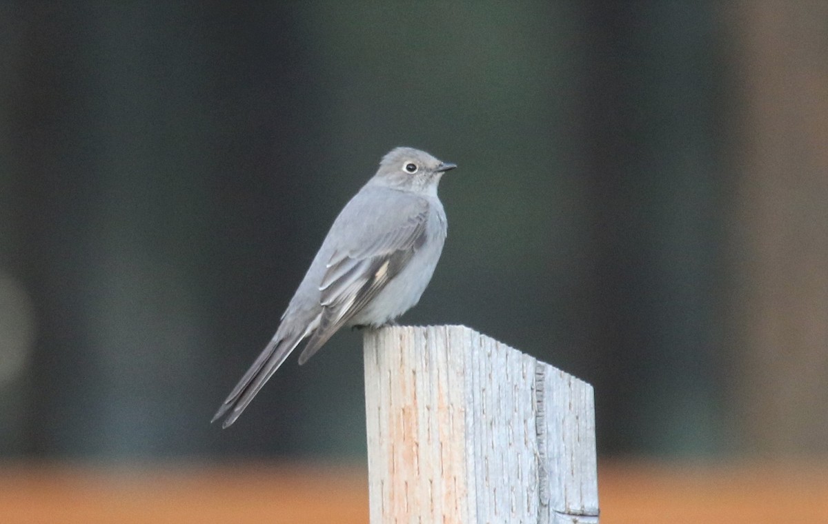 Townsend's Solitaire - ML439256391