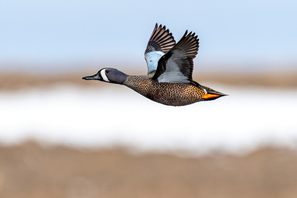 Blue-winged Teal - ML439258671
