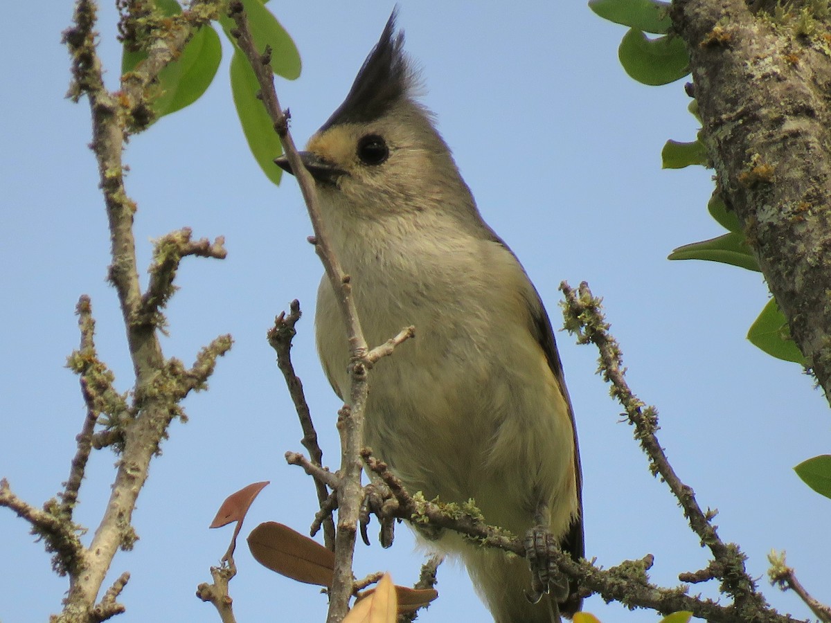 Black-crested Titmouse - Marcus Brown