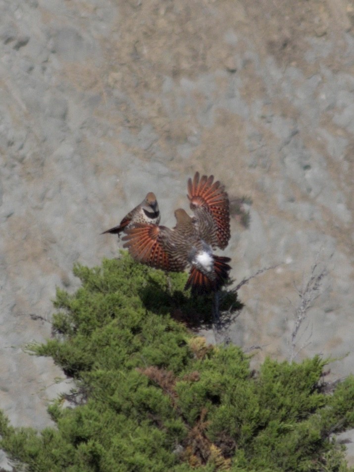 Northern Flicker (Red-shafted) - ML439275351