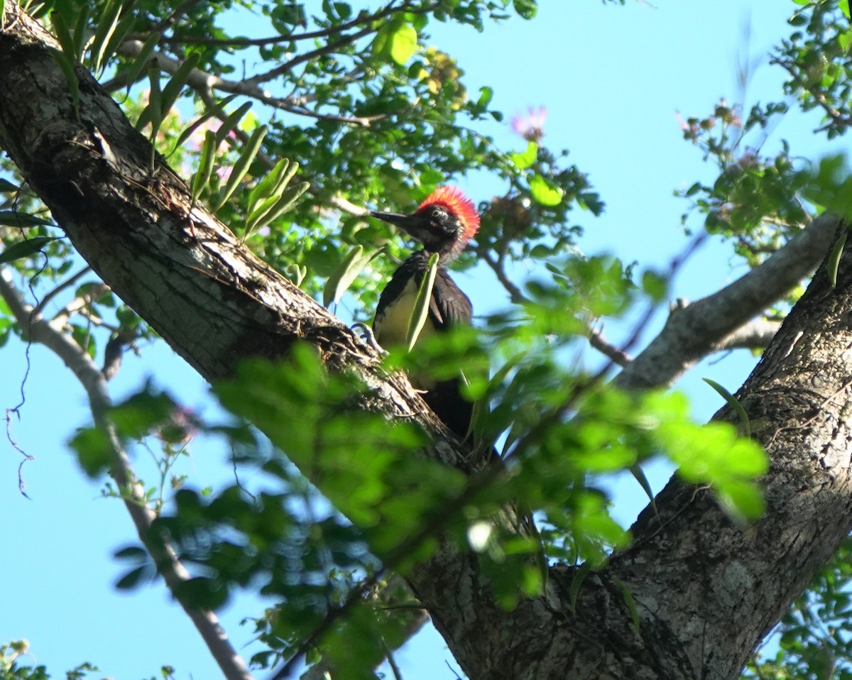 White-bellied Woodpecker - ML439280191