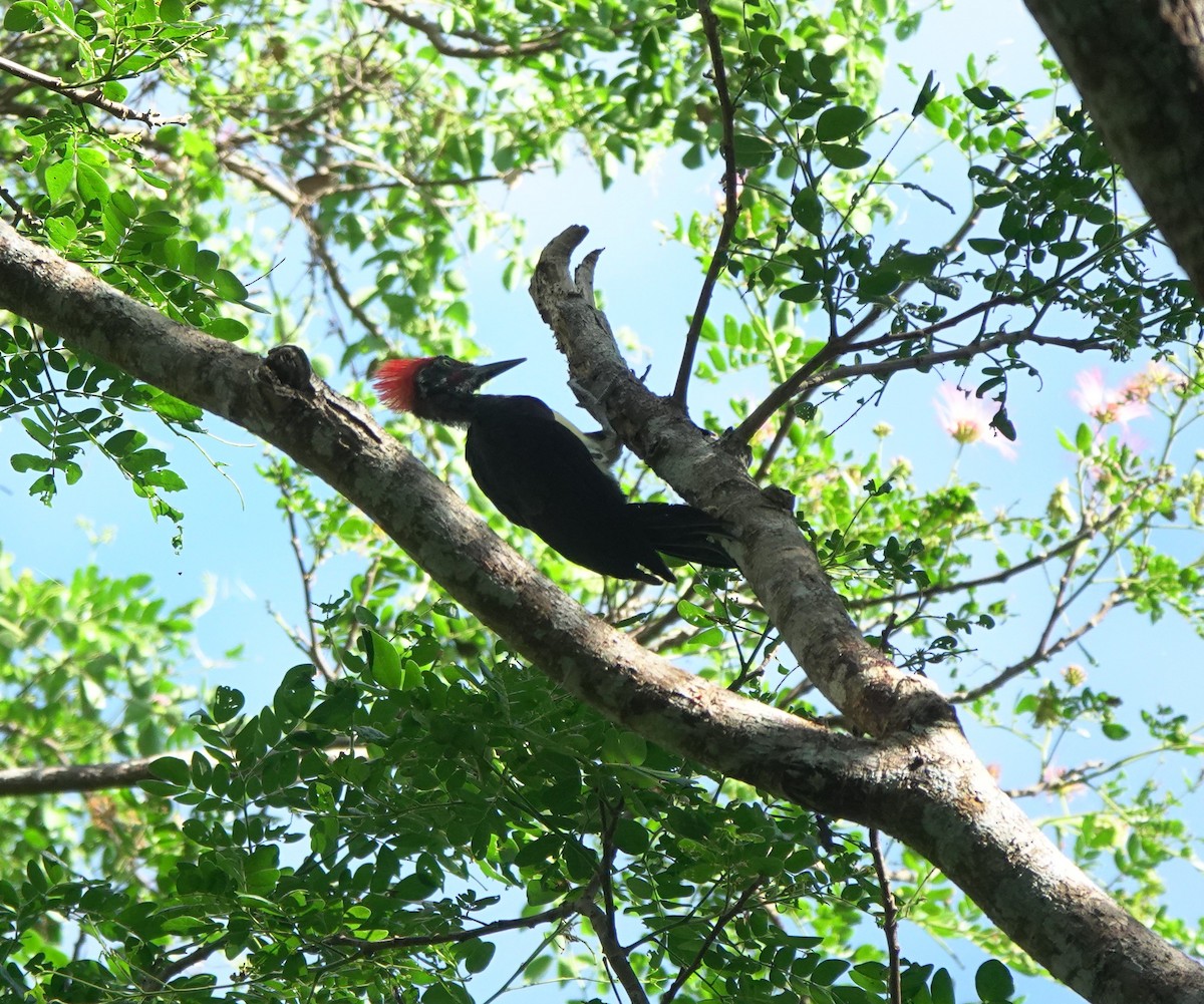 White-bellied Woodpecker - ML439280201
