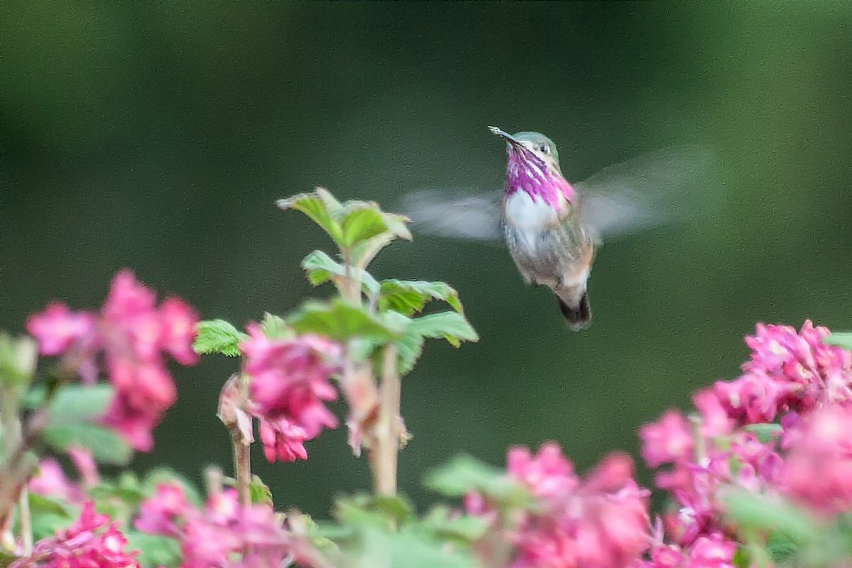 Calliope Hummingbird - ML43928551