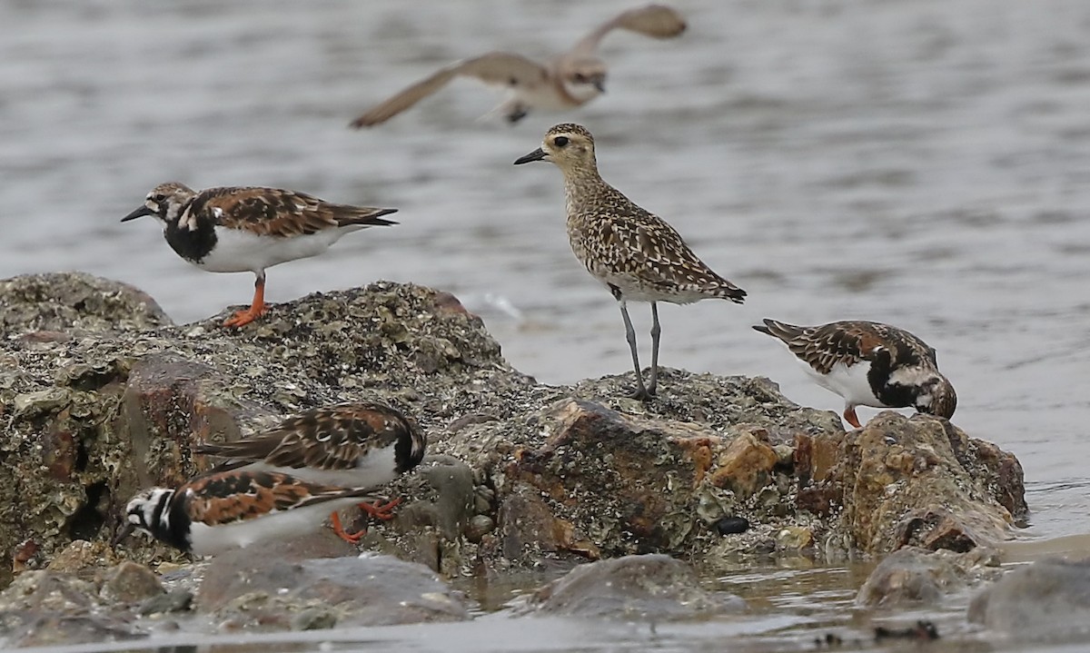 Pacific Golden-Plover - Ang TH
