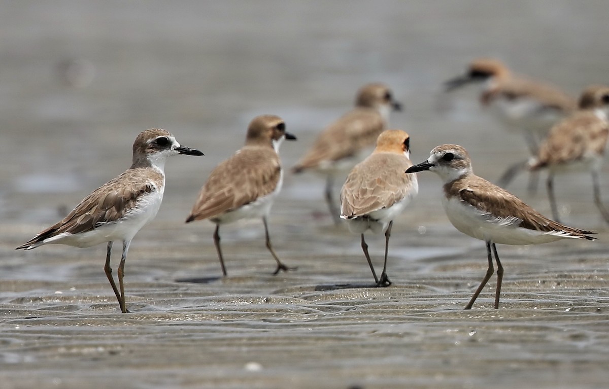 Greater Sand-Plover - Ang TH