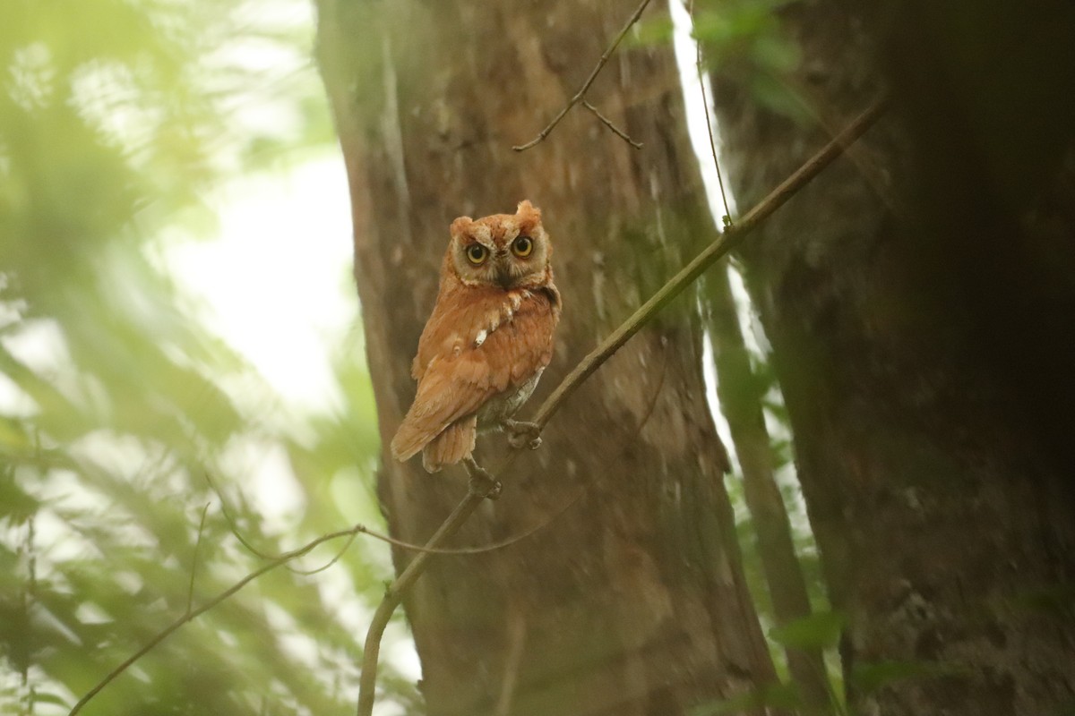 Oriental Scops-Owl - Vishal Irkal