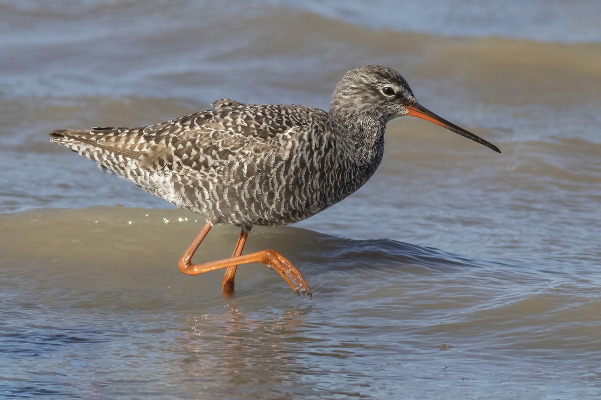Spotted Redshank - ML439288531