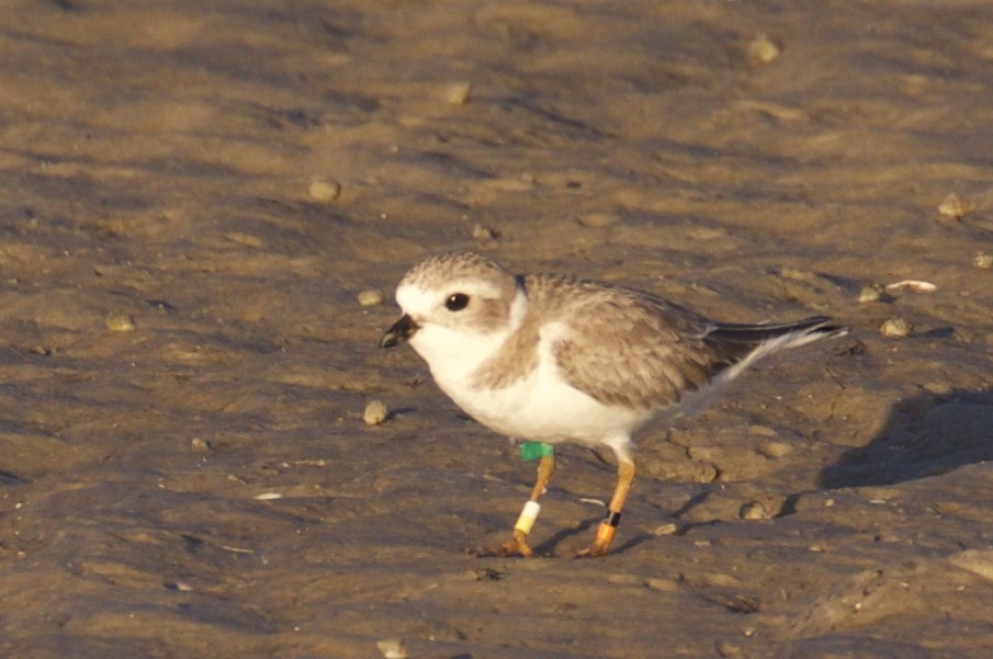 Piping Plover - ML43929311