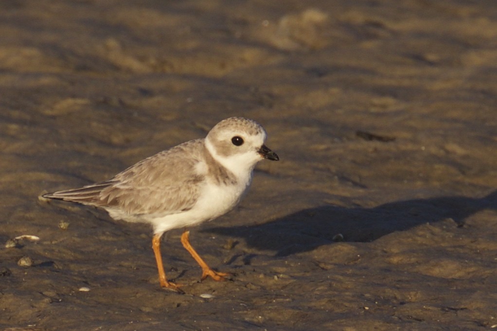 Piping Plover - Cathy Reader