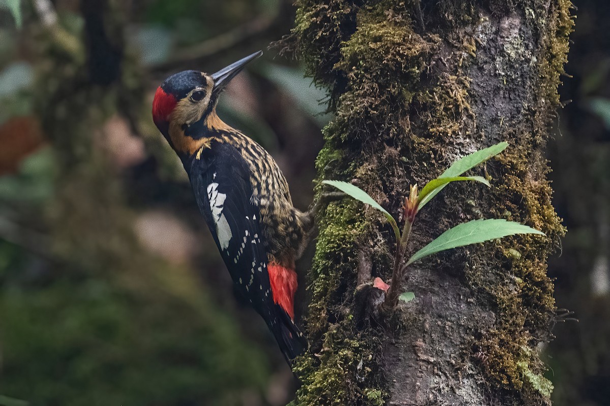 Darjeeling Woodpecker - ML439294741