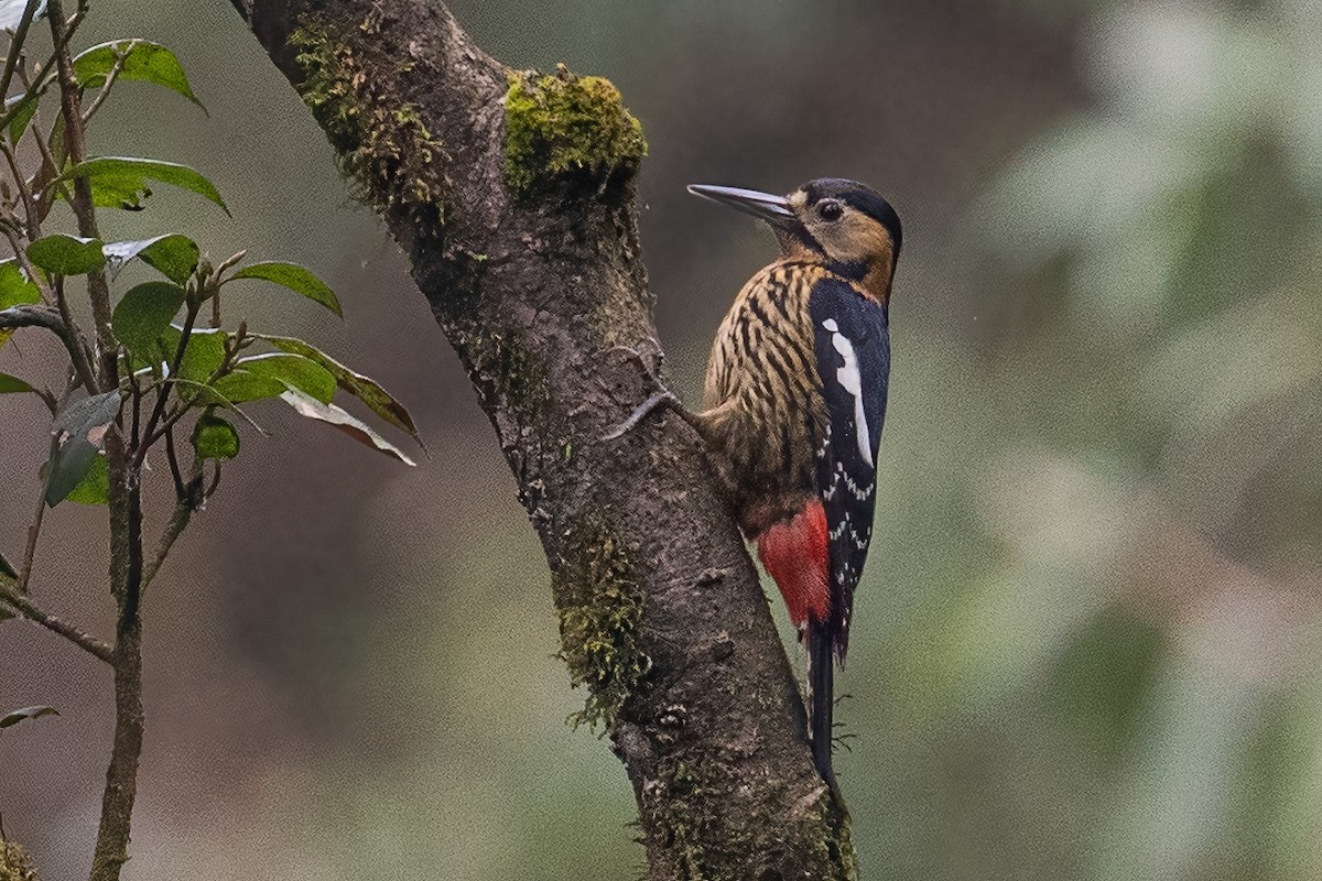 Darjeeling Woodpecker - ML439294751
