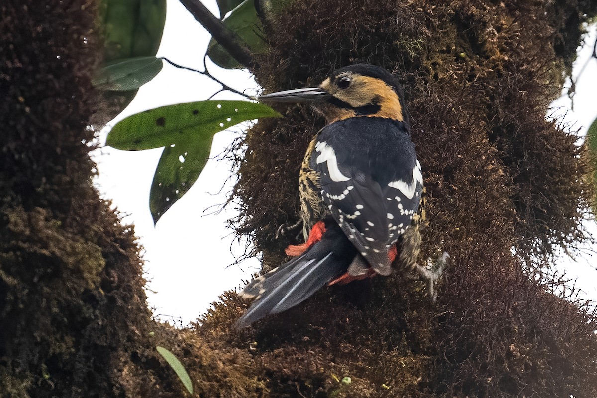 Darjeeling Woodpecker - ML439294761