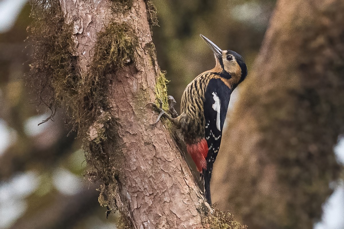 Darjeeling Woodpecker - ML439294791