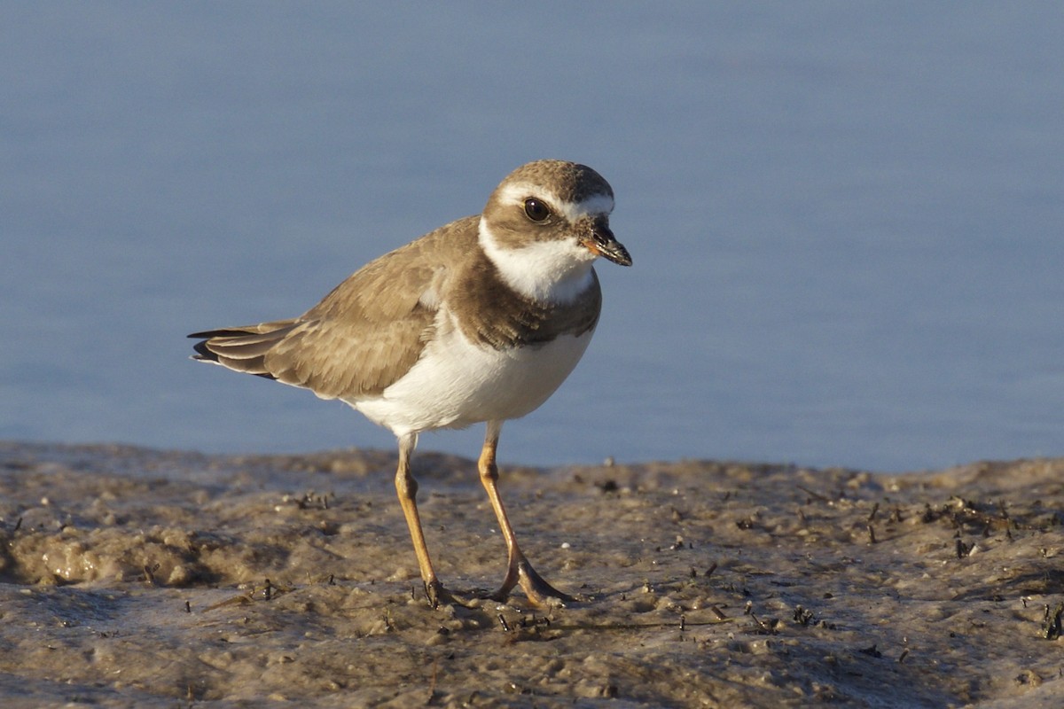 Semipalmated Plover - ML43929791