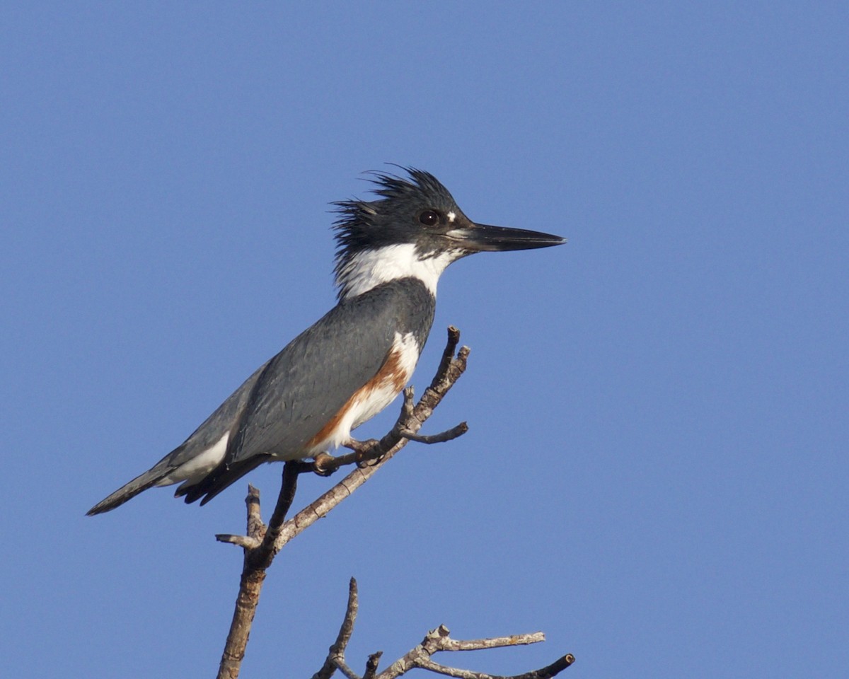 Belted Kingfisher - ML43929901