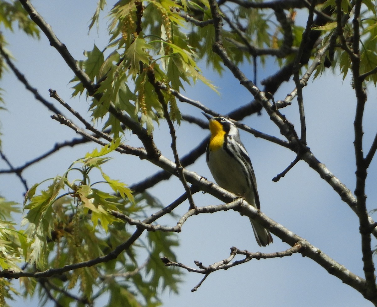Yellow-throated Warbler - ML439305821