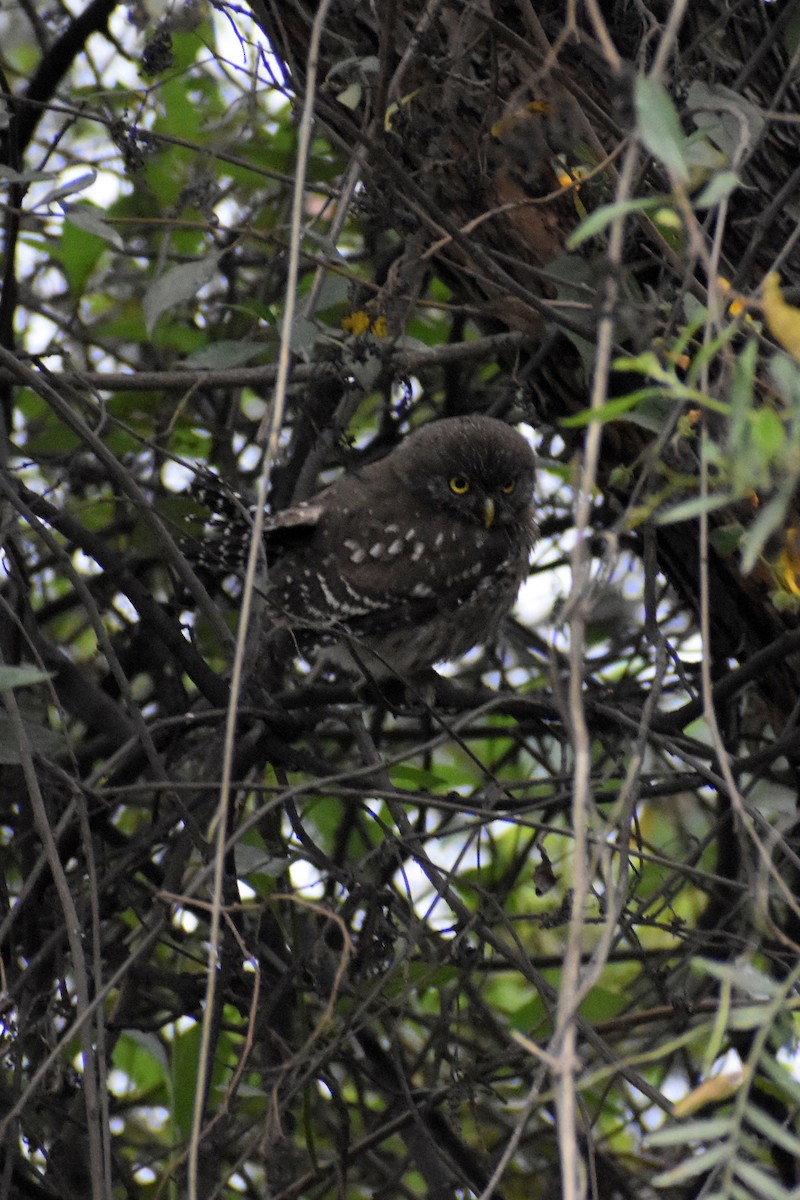 Peruvian Pygmy-Owl - ML439311561