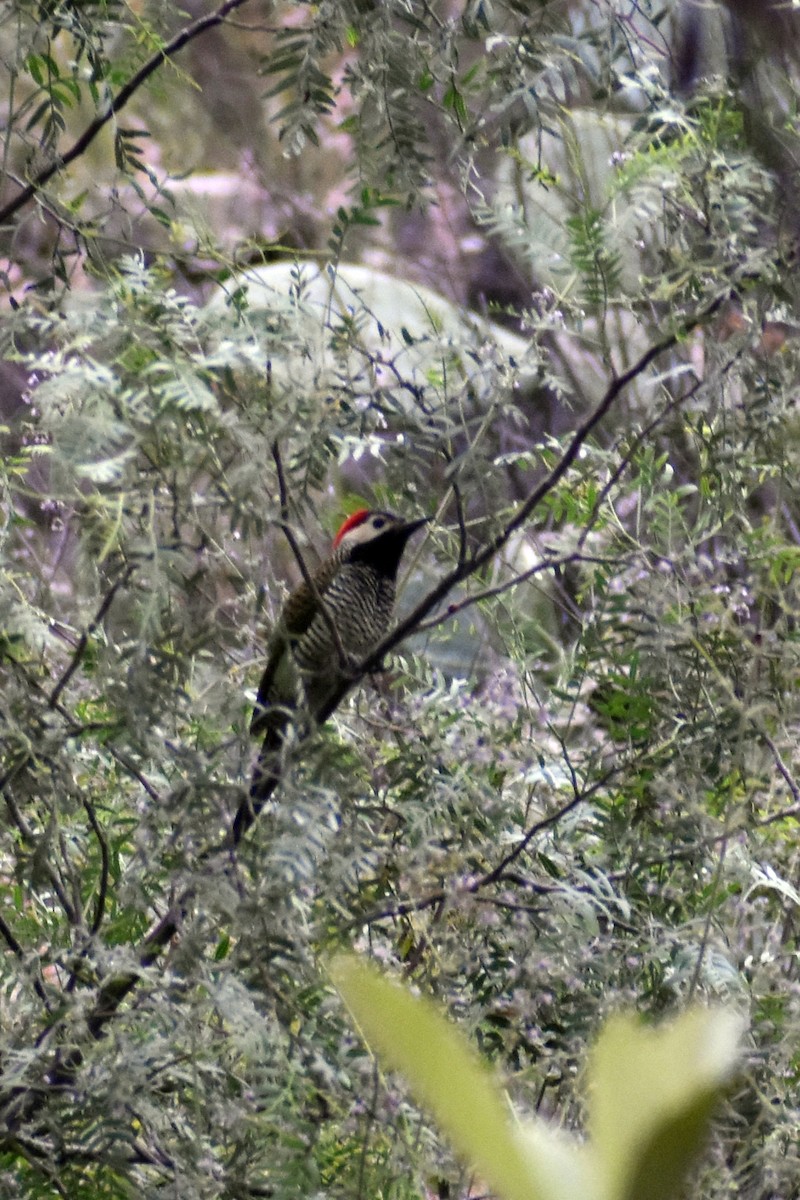 Black-necked Woodpecker - ML439311721