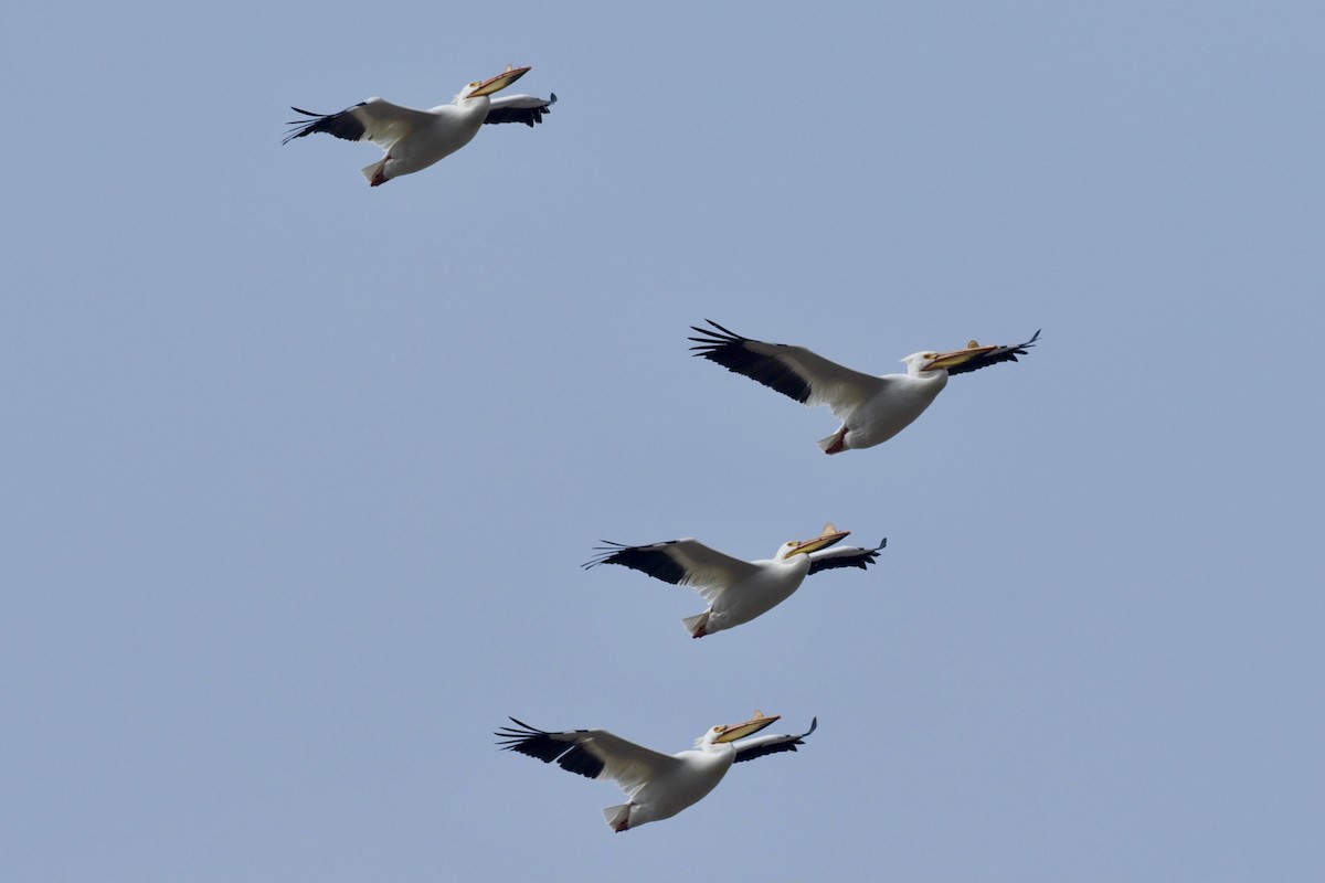 American White Pelican - Paul Kinzer