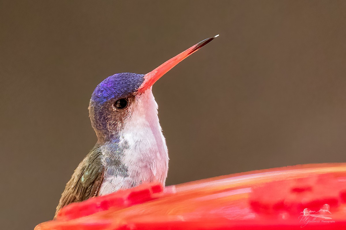 Violet-crowned Hummingbird - Robert Gallucci