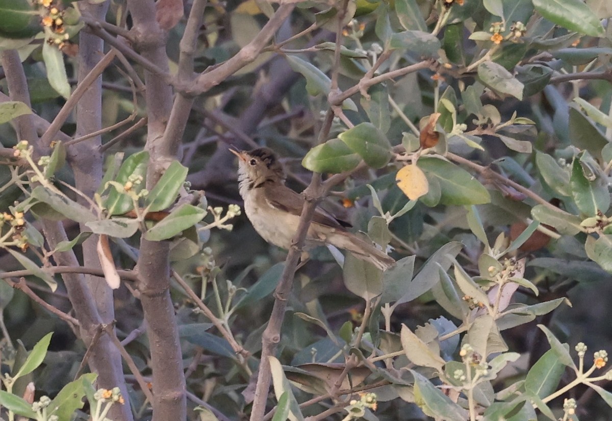 Common Reed Warbler (Mangrove) - ML439319941