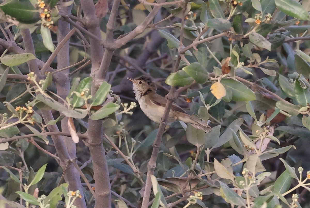 Common Reed Warbler (Mangrove) - Ted Burkett