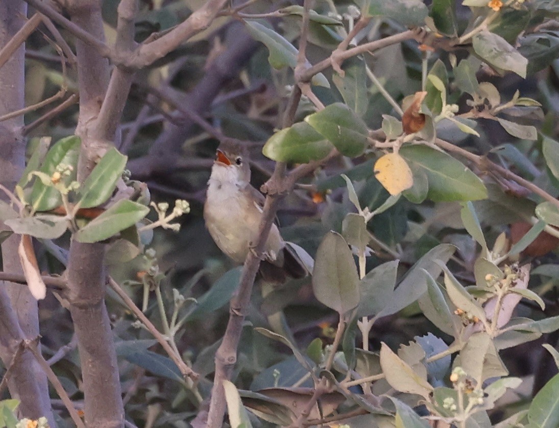 Common Reed Warbler (Mangrove) - Ted Burkett