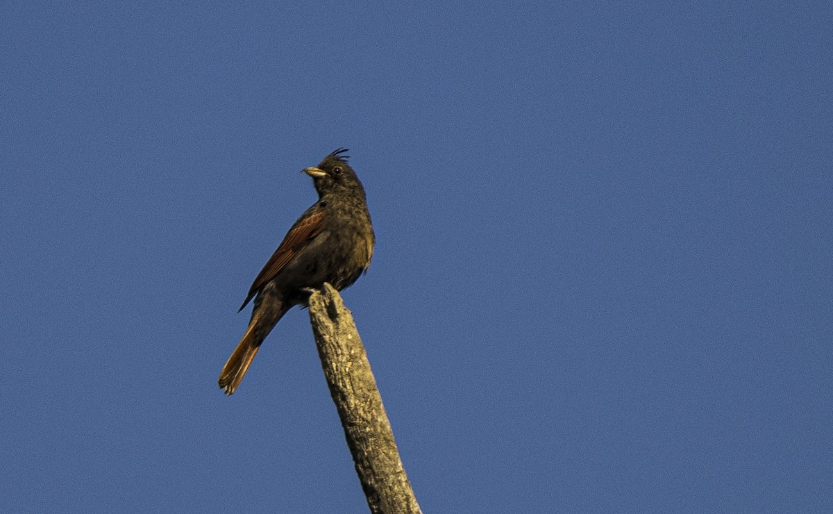 Crested Bunting - Waseem Bhat