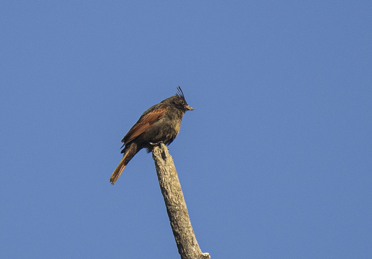 Crested Bunting - ML439322281